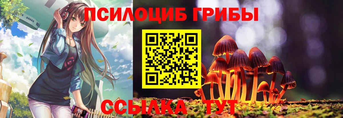 Псилоцибиновые грибы Psilocybe Дивногорск